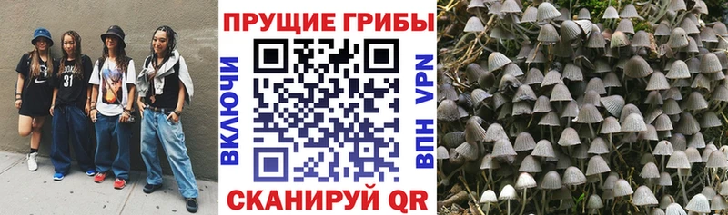 KRAKEN tor Болохово Псилоцибиновые грибы Psilocybe